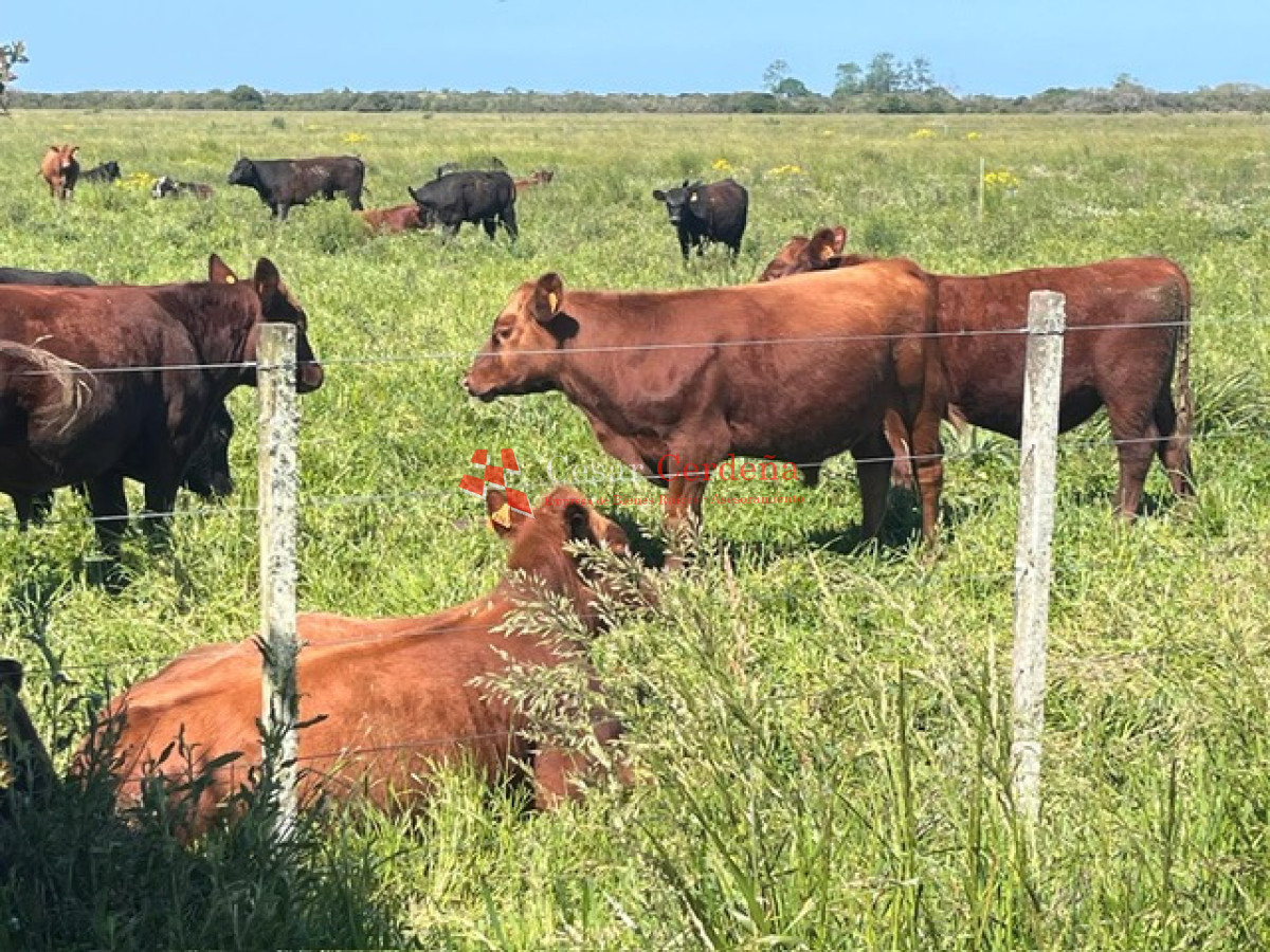 Campo Ref.1850 - VENTA - 745 HECTAREAS ROCHA