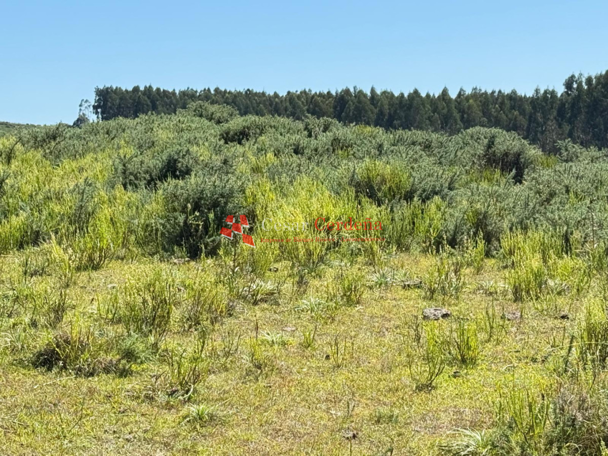 Campo Ref.1990 - VENTA - Campo 112 hectareas en La Carbonera, Rocha