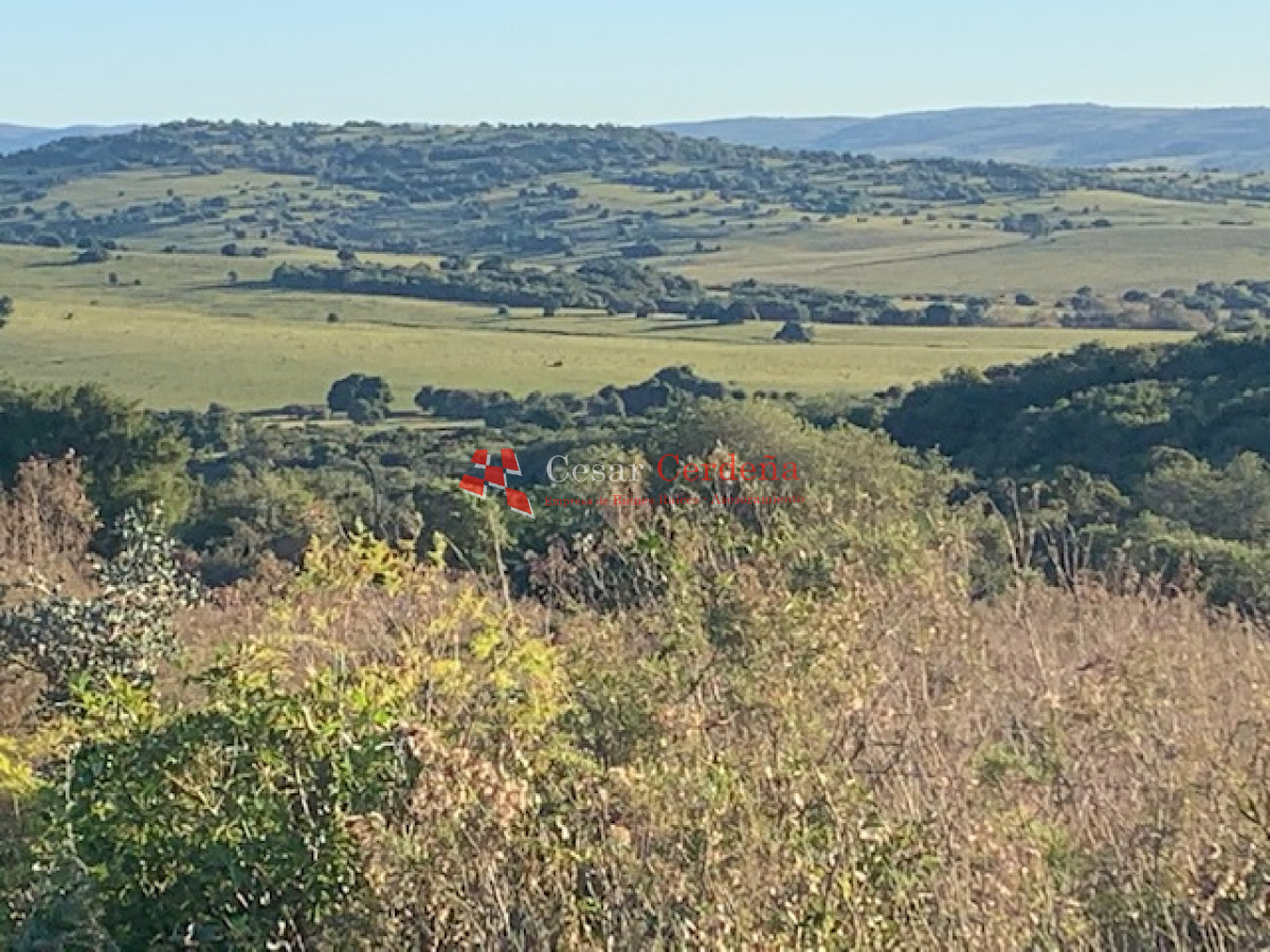 Campo Ref.1938 - VENTA - Campo 1200 hectáreas - Lavalleja