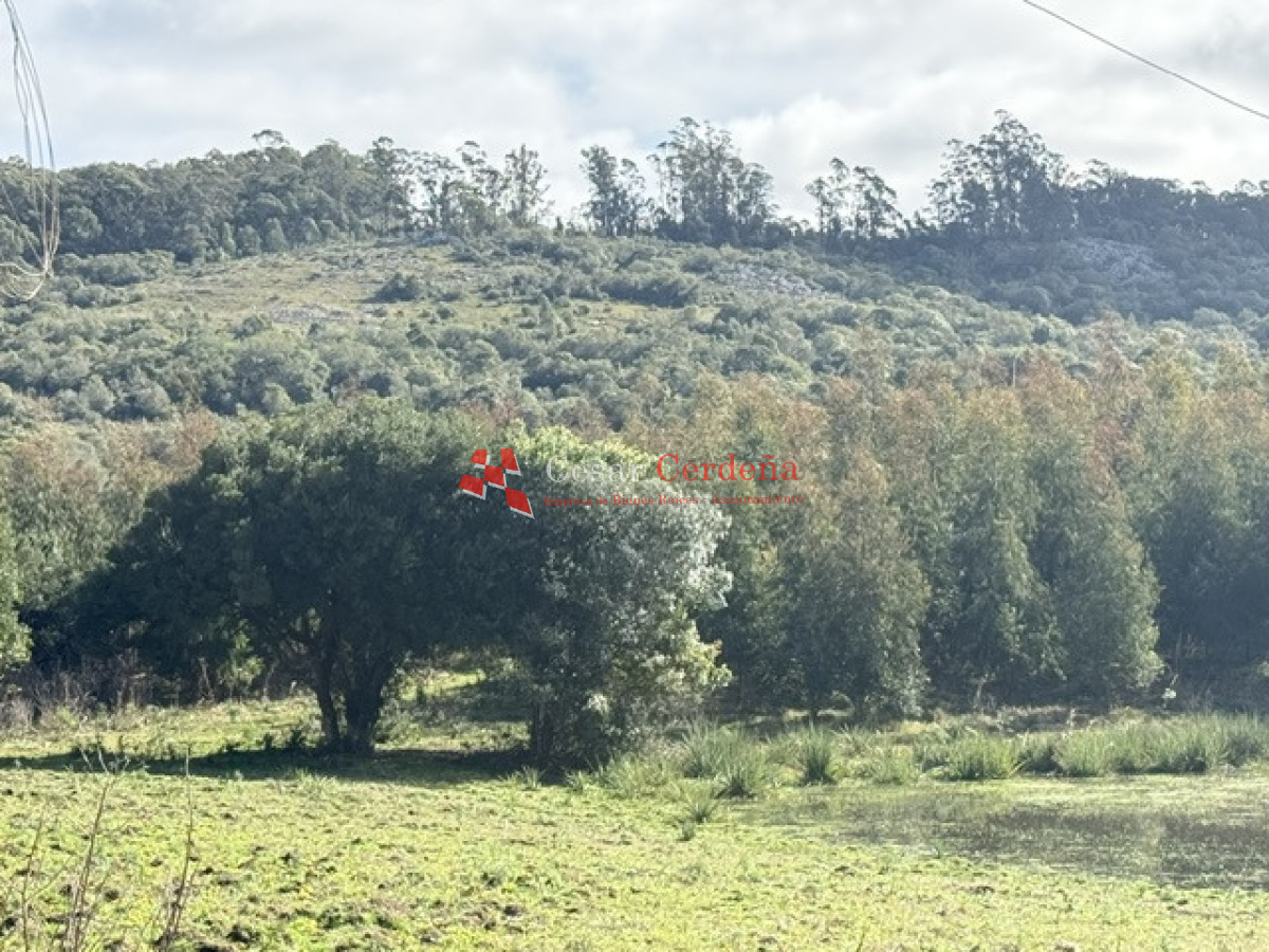 Campo Ref.1826 - VENTA - Campo 600 hectáreas Rocha - Ganadero Forestal