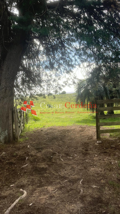 Campo Ref.1956 - VENTA - Campo 295 hectáreas en 19 de Abril - Rocha