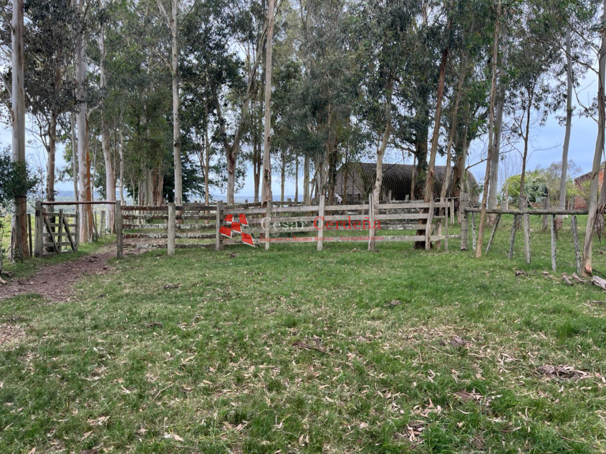 Campo Ref.1952 - VENTA - Campo 138 hectareas en Castillos Rocha