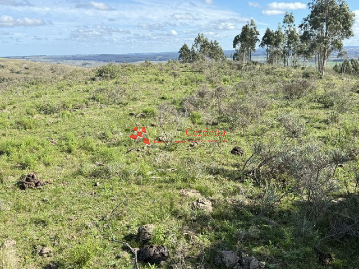 Campo Ref.2018 - VENTA - 117 HAS CASTILLOS
