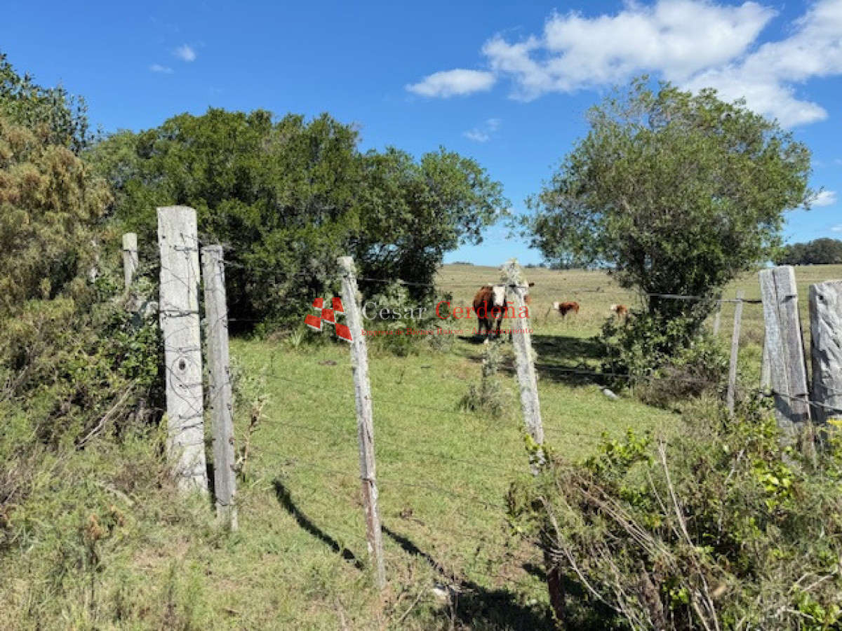 Campo Ref.1947 - VENTA - Campo 316 hectareas en Garzon, Rocha