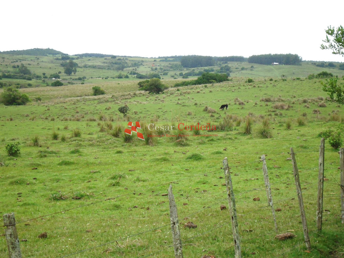Campo Ref.1947 - VENTA - Campo 316 hectareas en Garzon, Rocha