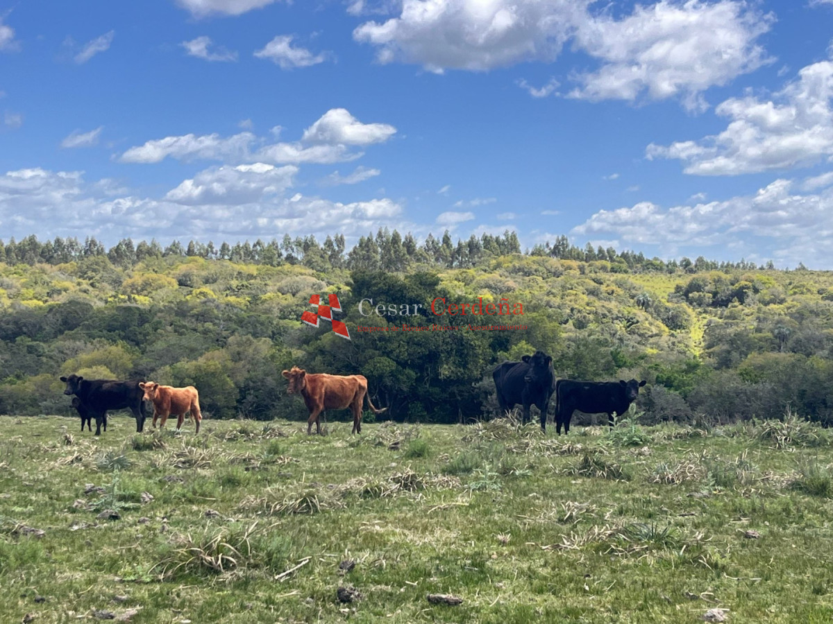 Campo Ref.1922 - VENTA - 124 HAS CASTILLOS