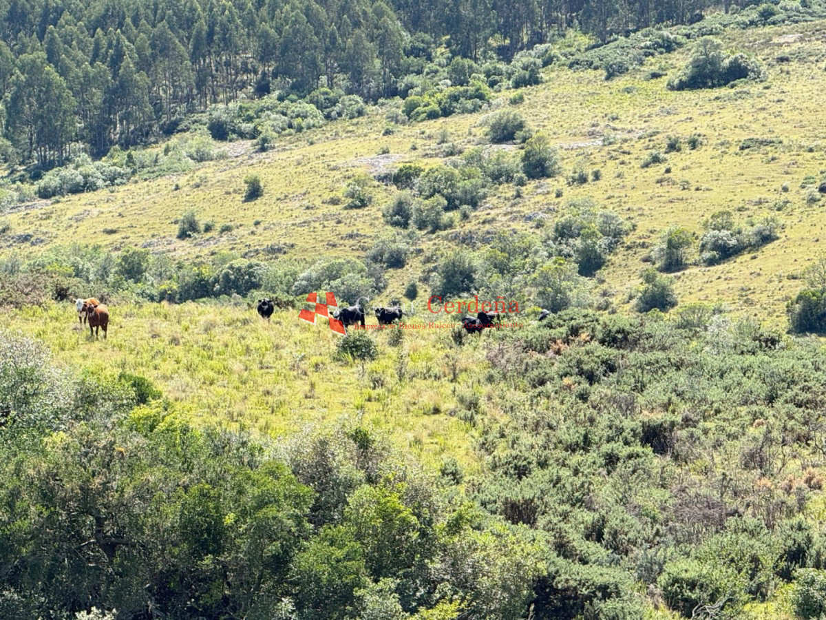 Campo Ref.1990 - VENTA - Campo 112 hectareas en La Carbonera, Rocha