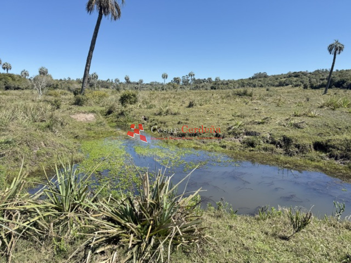 Campo Ref.1968 - VENTA - Campo 106 hectareas - Castillos