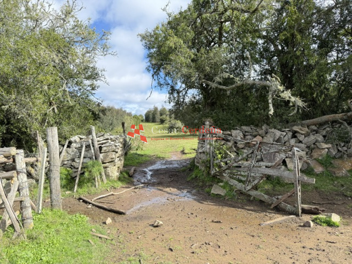 Campo Ref.1826 - VENTA - Campo 600 hectáreas Rocha - Ganadero Forestal