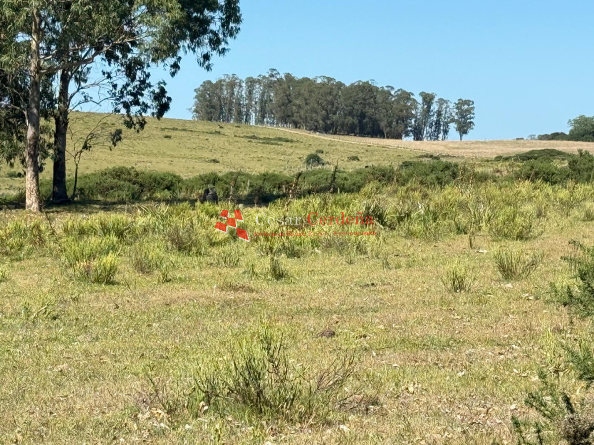 Campo Ref.1990 - VENTA - Campo 112 hectareas en La Carbonera, Rocha