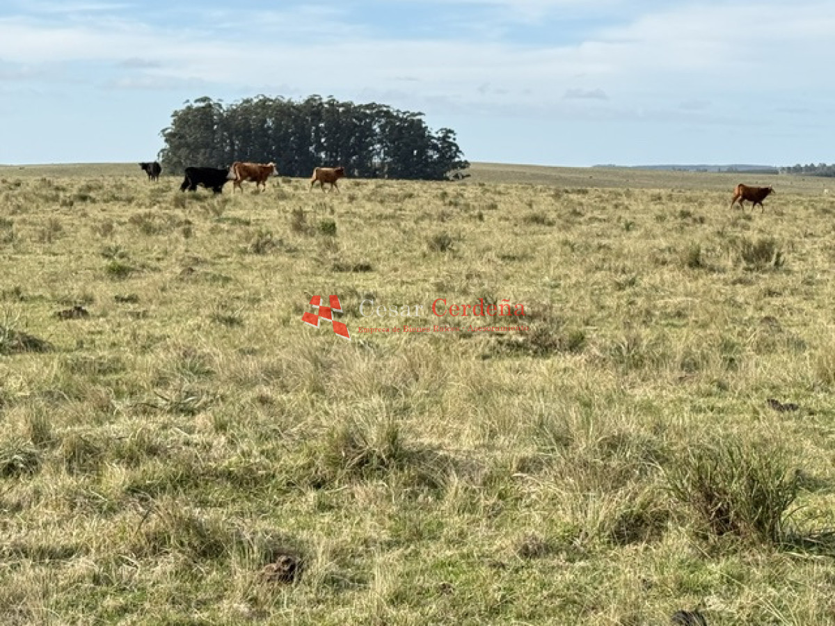 Campo Ref.2007 - VENTA - Campo 655 hectáreas cercano a Velazquez