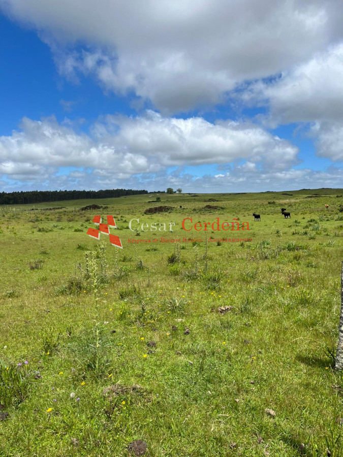 Campo Ref.1847 - VENTA - 112 has Rocha Castillos
