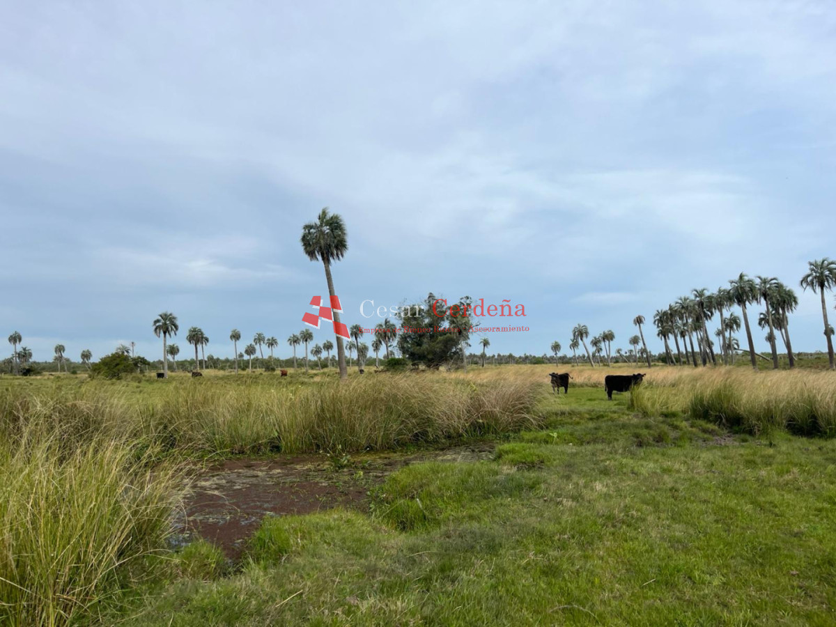 Campo Ref.1952 - VENTA - Campo 138 hectareas en Castillos Rocha