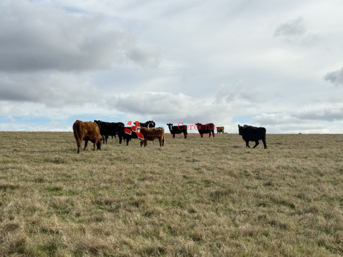 Campo Ref.2007 - VENTA - Campo 655 hectáreas cercano a Velazquez