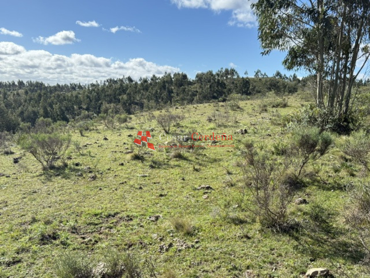 Campo Ref.1981 - VENTA - Campo 372 hectáreas en Piedras Blancas, Rocha