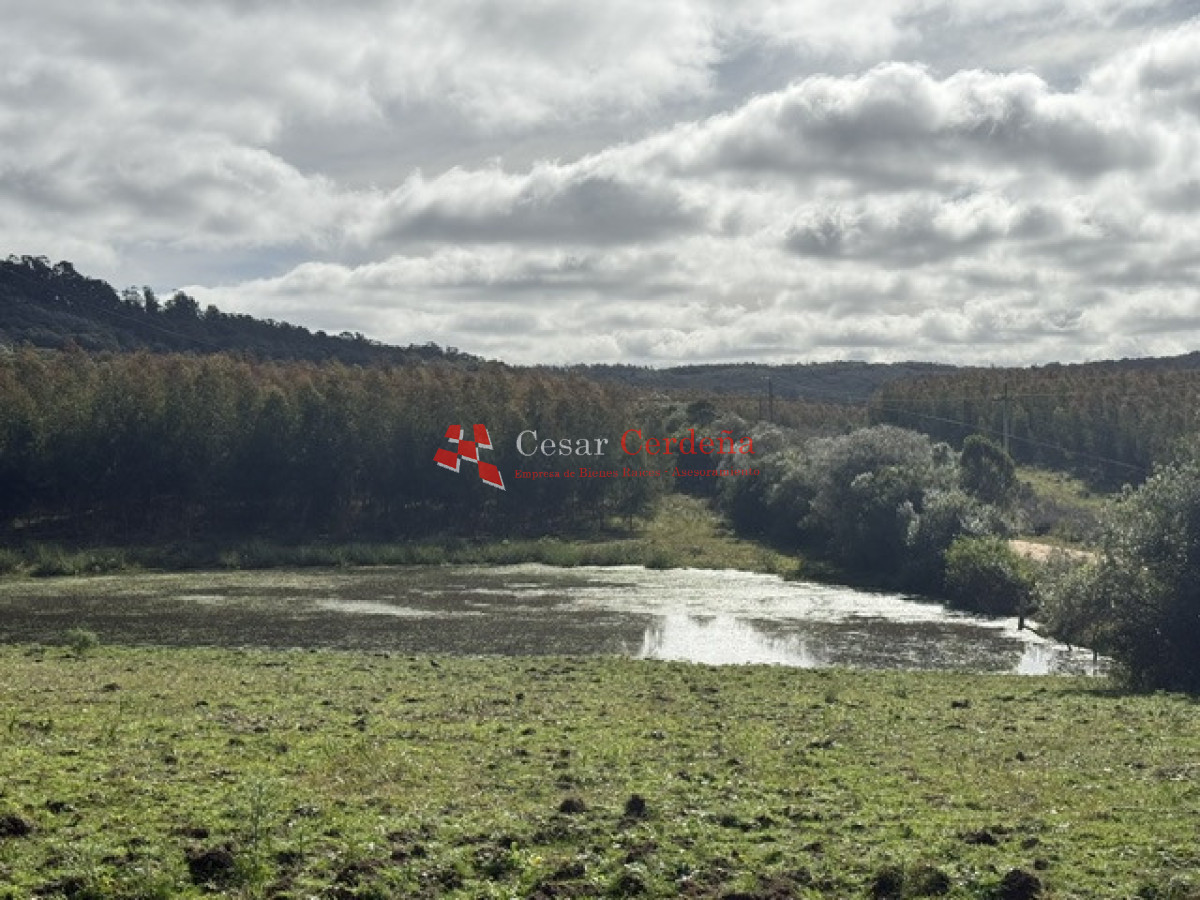 Campo Ref.1826 - VENTA - Campo 600 hectáreas Rocha - Ganadero Forestal