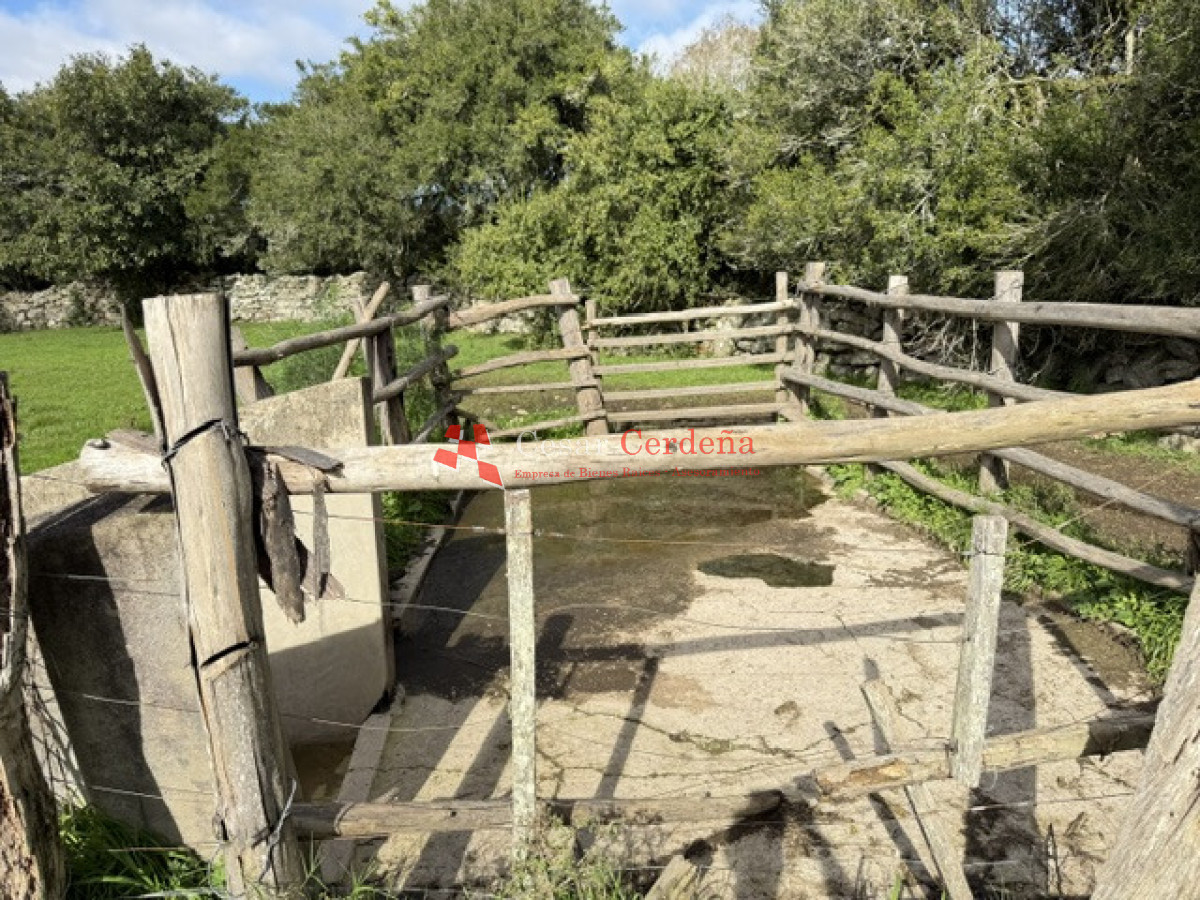 Campo Ref.1826 - VENTA - Campo 600 hectáreas Rocha - Ganadero Forestal