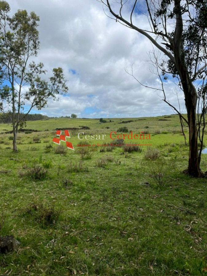 Campo Ref.1847 - VENTA - 112 has Rocha Castillos
