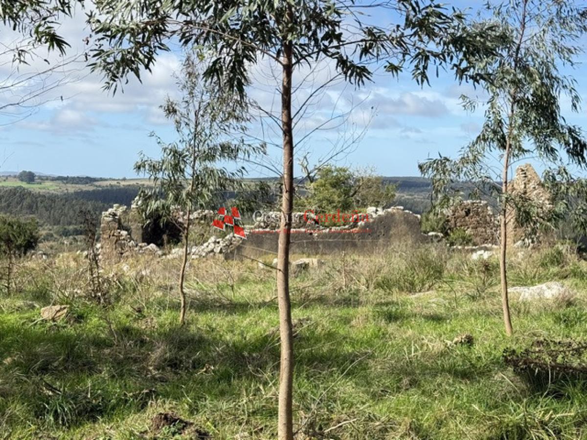 Campo Ref.1826 - VENTA - Campo 600 hectáreas Rocha - Ganadero Forestal