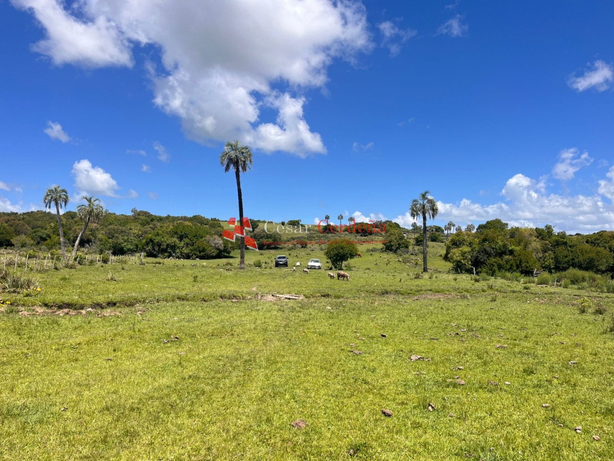 Campo Ref.1922 - VENTA - 124 HAS CASTILLOS