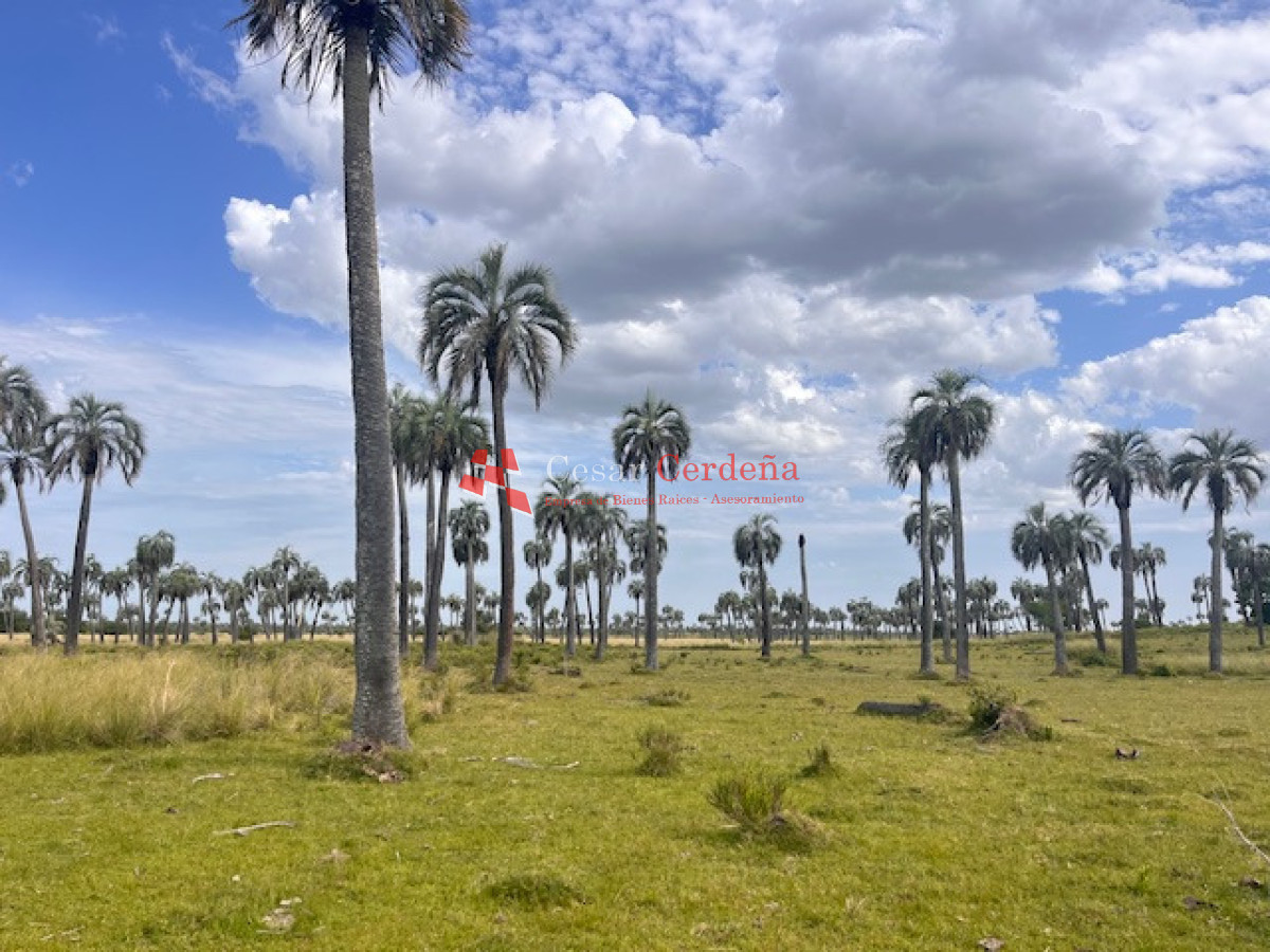 Campo Ref.1952 - VENTA - Campo 138 hectareas en Castillos Rocha