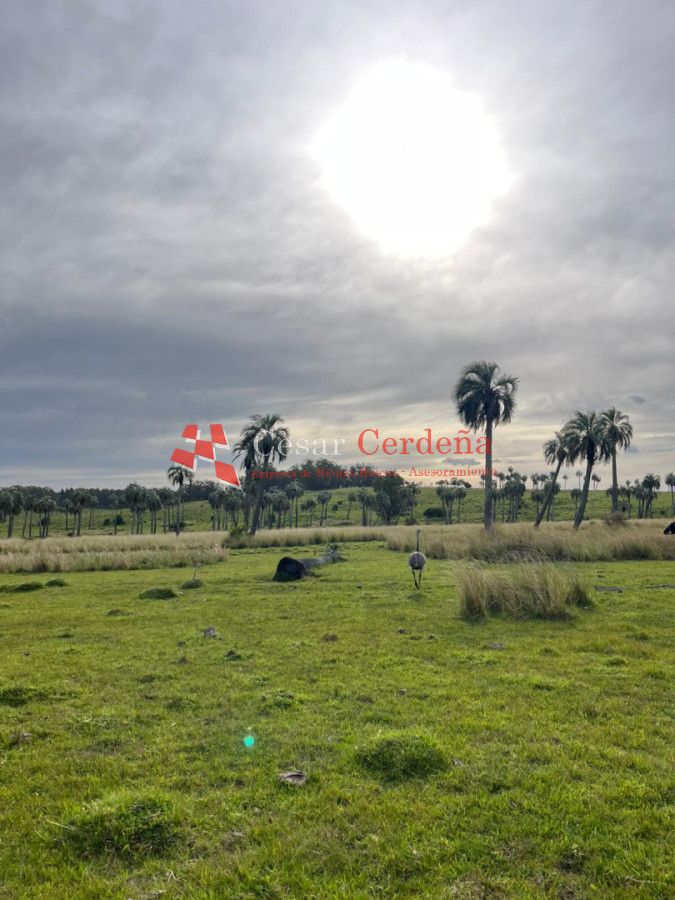 Campo Ref.1952 - VENTA - Campo 138 hectareas en Castillos Rocha