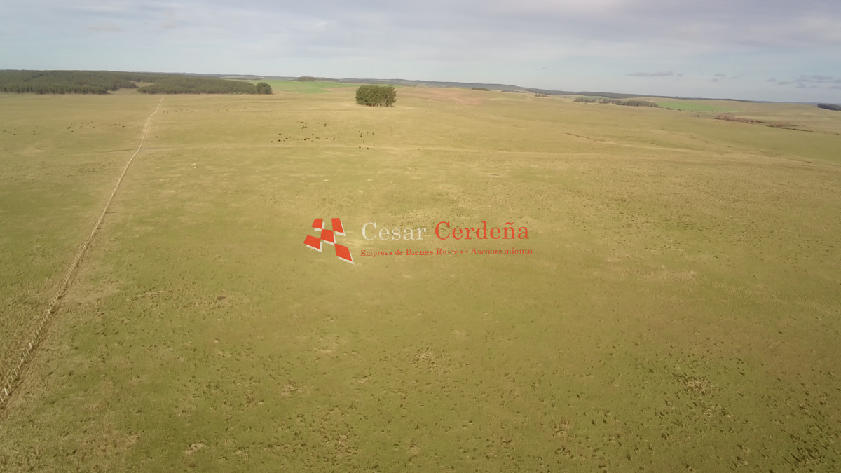 Campo Ref.2007 - VENTA - Campo 655 hectáreas cercano a Velazquez