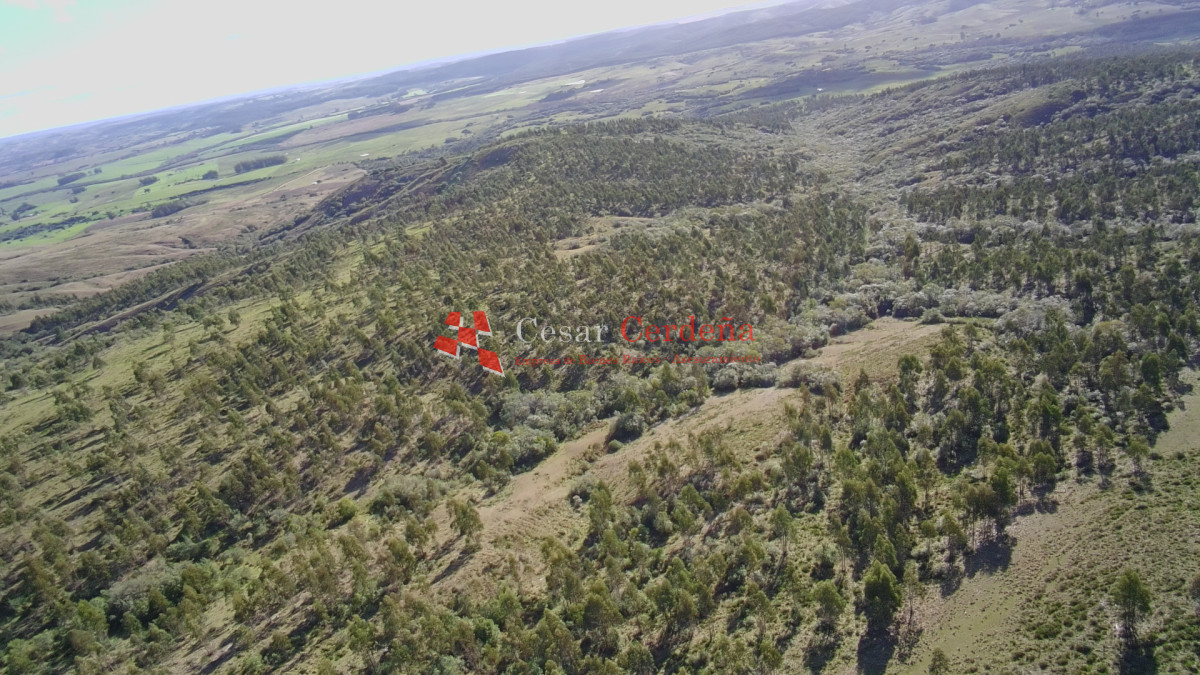 Campo Ref.1981 - VENTA - Campo 372 hectáreas en Piedras Blancas, Rocha