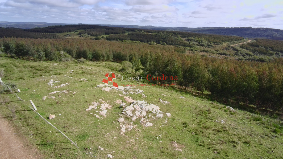 Campo Ref.1826 - VENTA - Campo 600 hectáreas Rocha - Ganadero Forestal