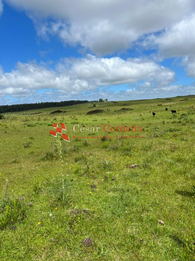 Campo Ref.1847 - VENTA - 112 has Rocha Castillos