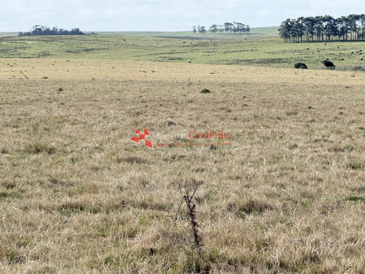 Campo Ref.2007 - VENTA - Campo 655 hectáreas cercano a Velazquez