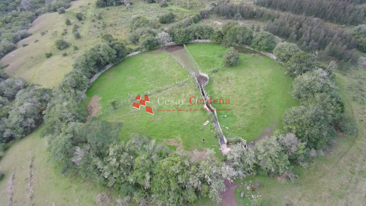 Campo Ref.1826 - VENTA - Campo 600 hectáreas Rocha - Ganadero Forestal