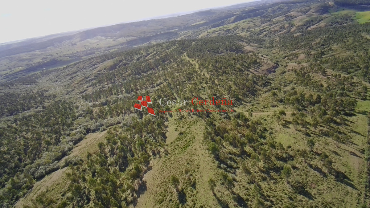 Campo Ref.1981 - VENTA - Campo 372 hectáreas en Piedras Blancas, Rocha