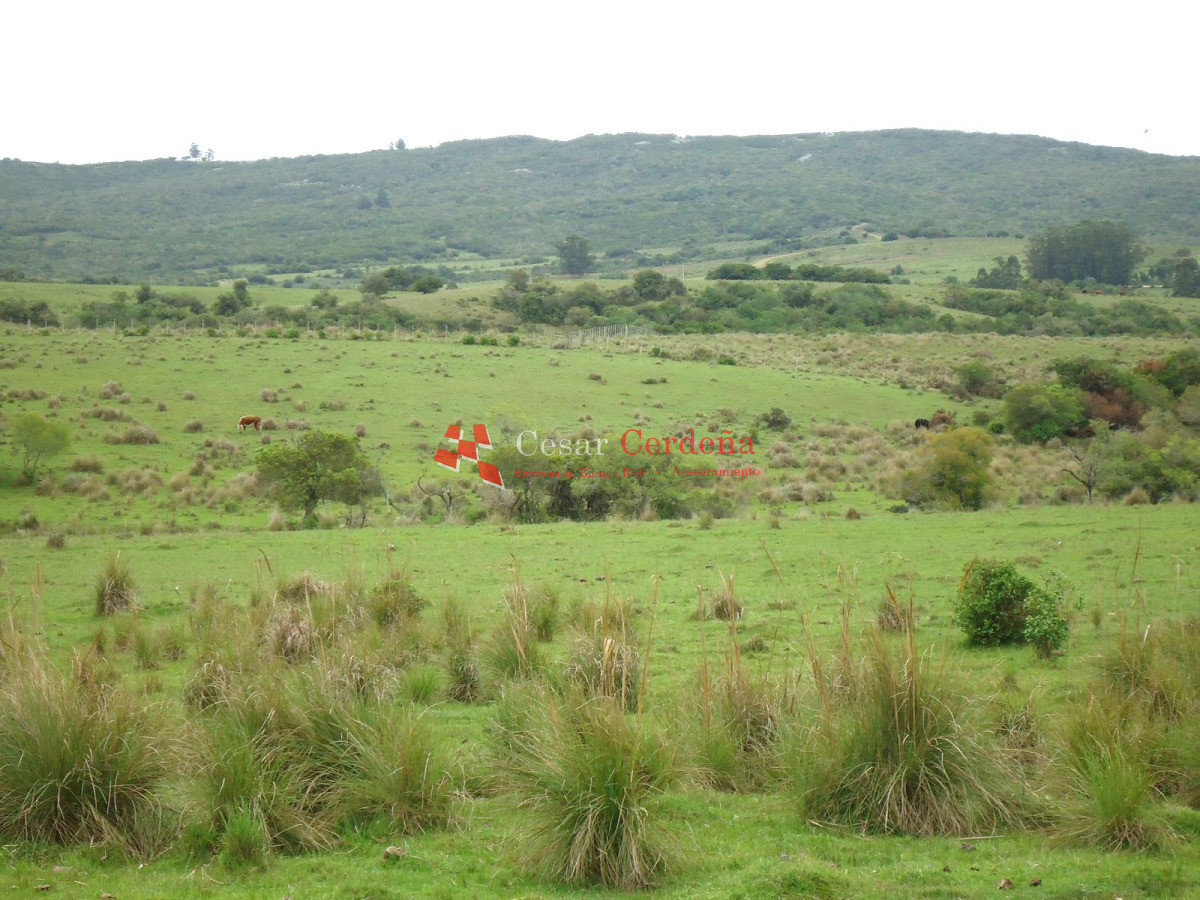 Campo Ref.1947 - VENTA - Campo 316 hectareas en Garzon, Rocha