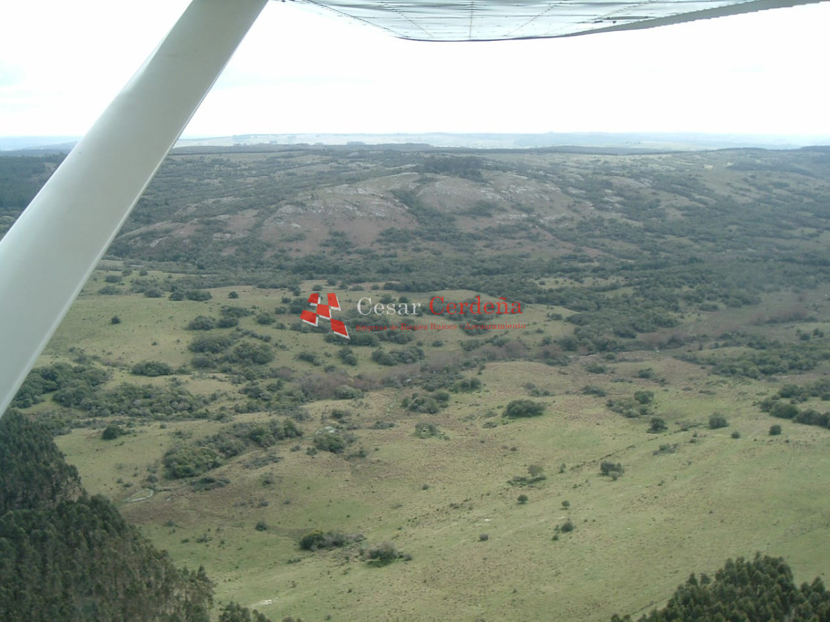 Campo Ref.1826 - VENTA - Campo 600 hectáreas Rocha - PROYECTO FORESTAL