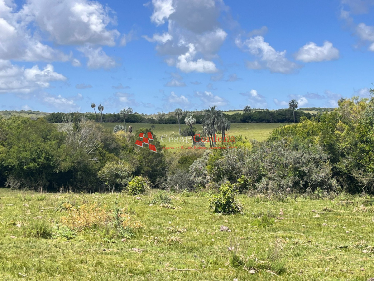 Campo Ref.1922 - VENTA - 124 HAS CASTILLOS