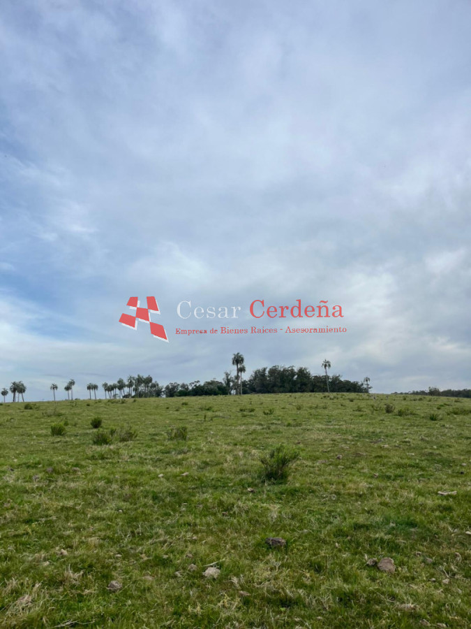 Campo Ref.1952 - VENTA - Campo 138 hectareas en Castillos Rocha