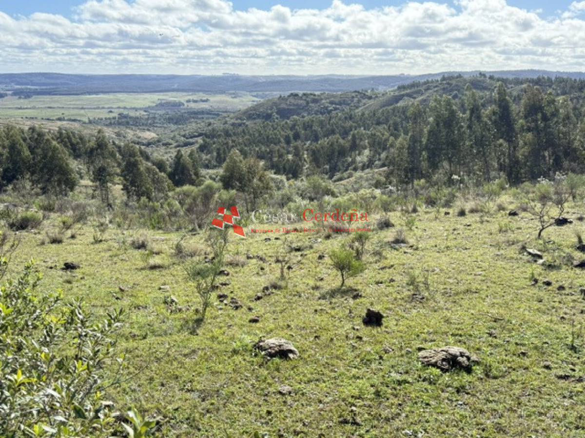Campo Ref.1981 - VENTA - Campo 372 hectáreas en Piedras Blancas, Rocha