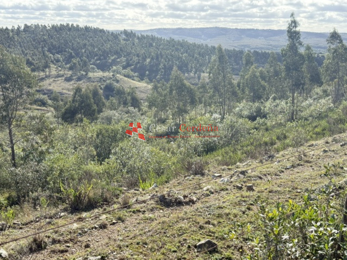 Campo Ref.1981 - VENTA - Campo 372 hectáreas en Piedras Blancas, Rocha