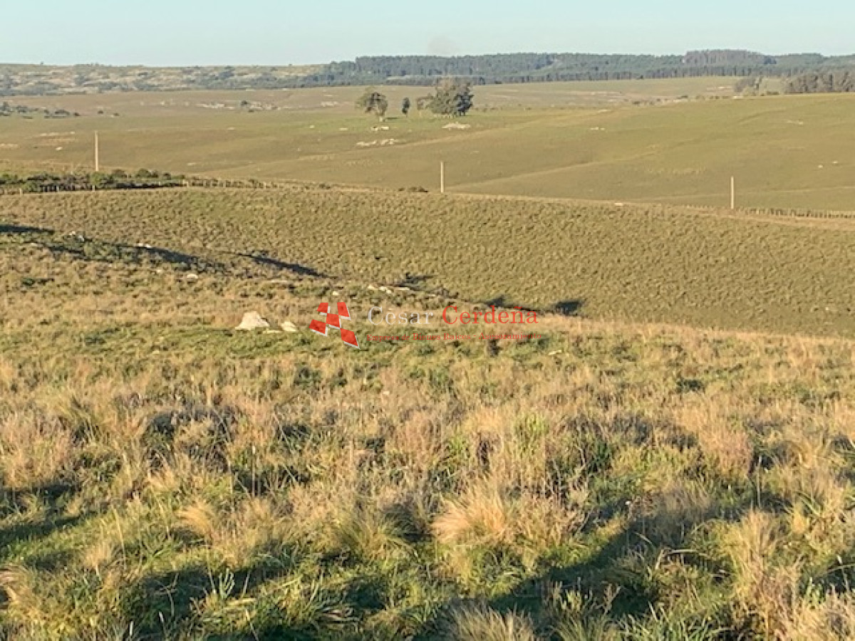 Campo Ref.1938 - VENTA - Campo 1200 hectáreas - Lavalleja