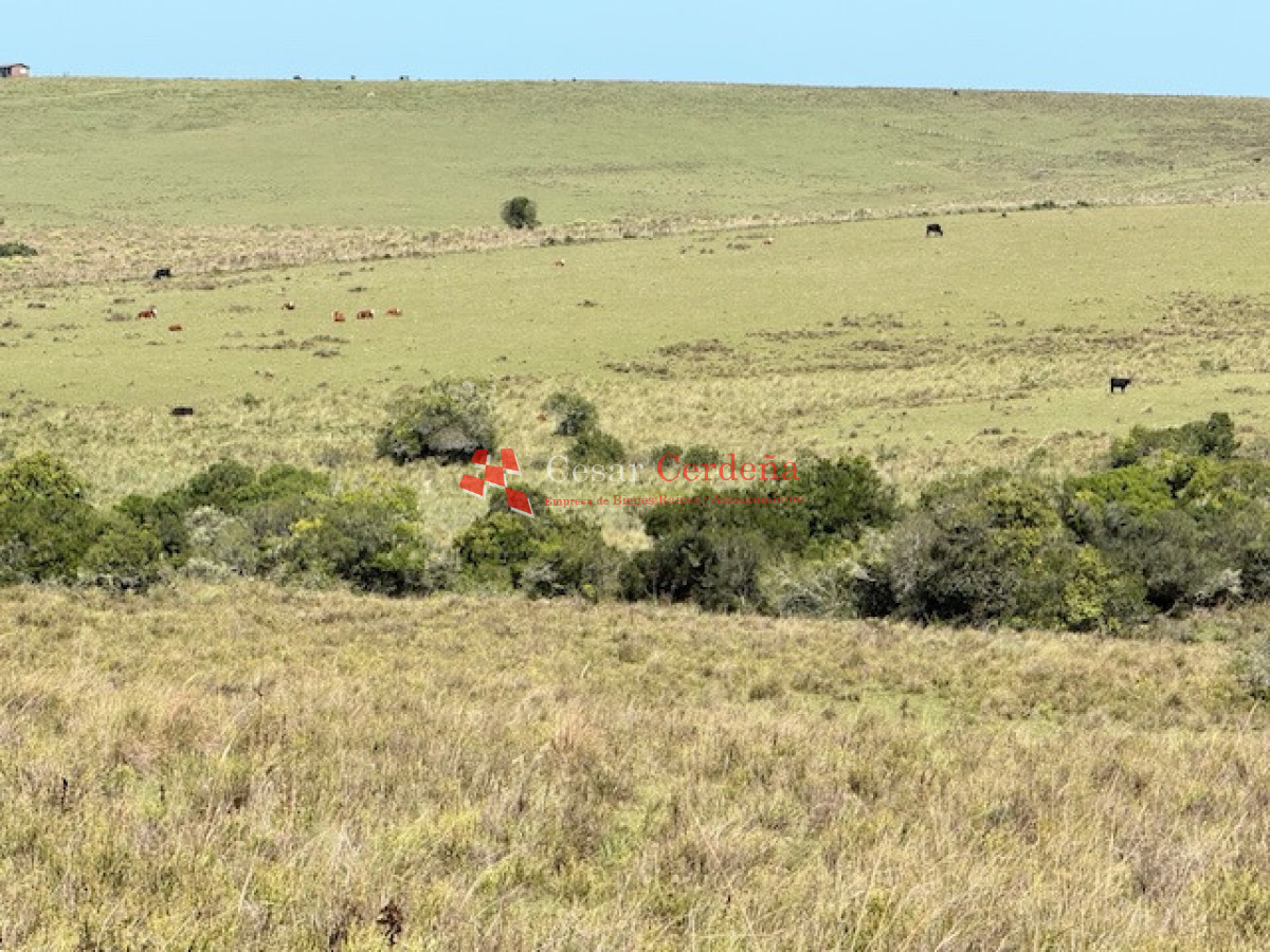 Campo Ref.1947 - VENTA - Campo 316 hectareas en Garzon, Rocha