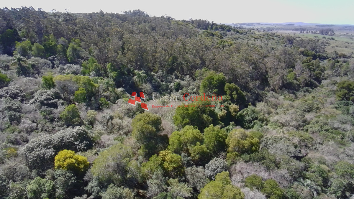 Campo Ref.1968 - VENTA - Campo 106 hectareas - Castillos