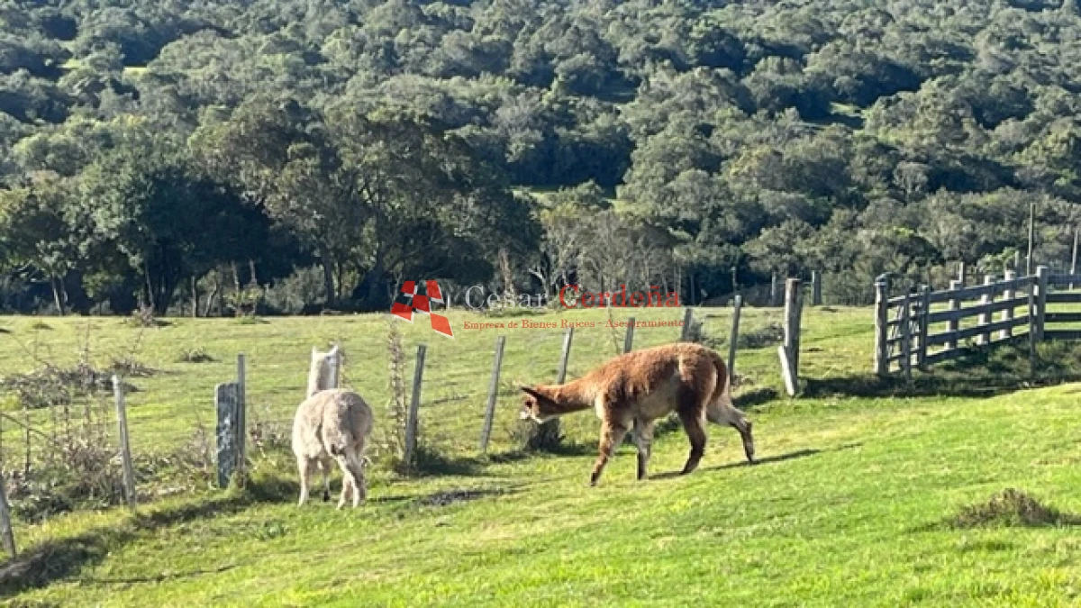 Campo Ref.1886 - VENTA - Campo de 238 hectáreas ganaderas en zona del Cerro Catedral