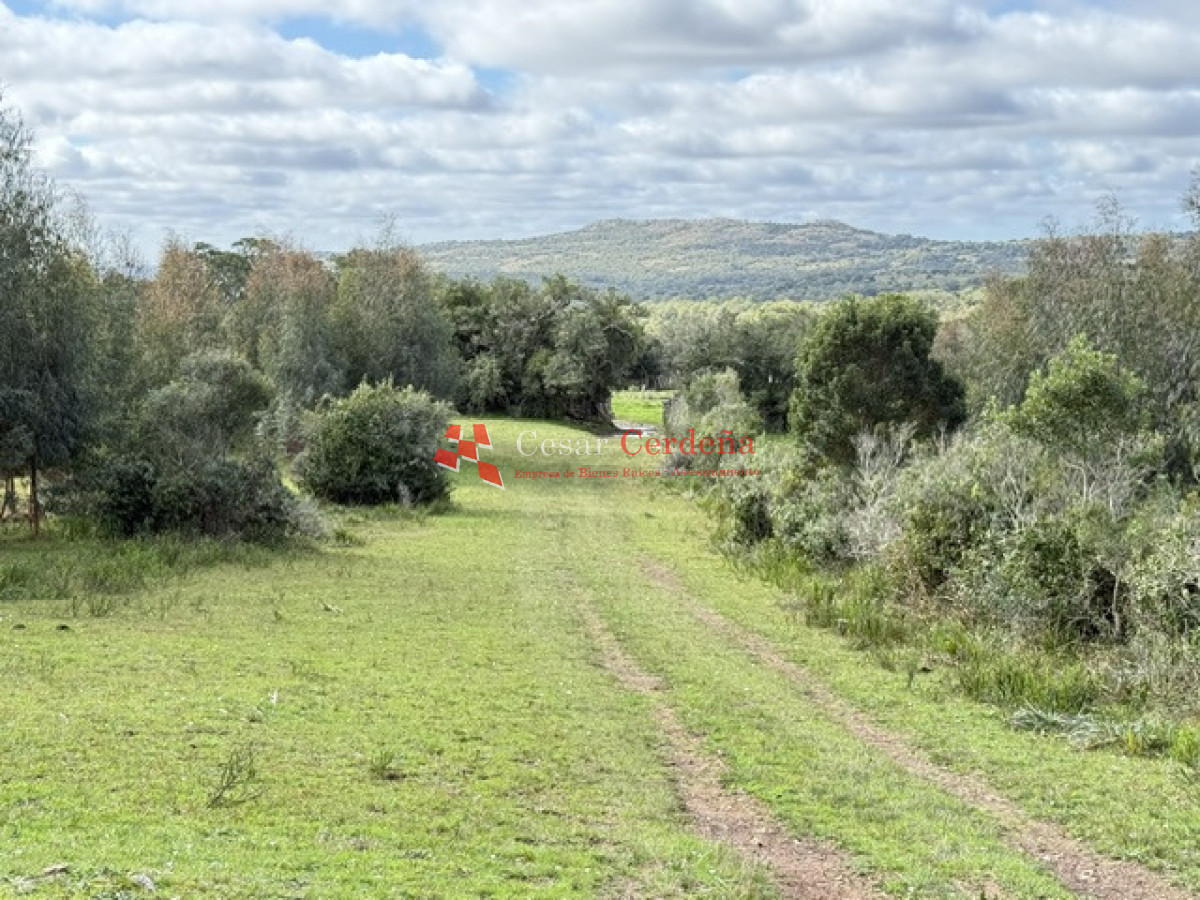 Campo Ref.1826 - VENTA - Campo 600 hectáreas Rocha - Ganadero Forestal