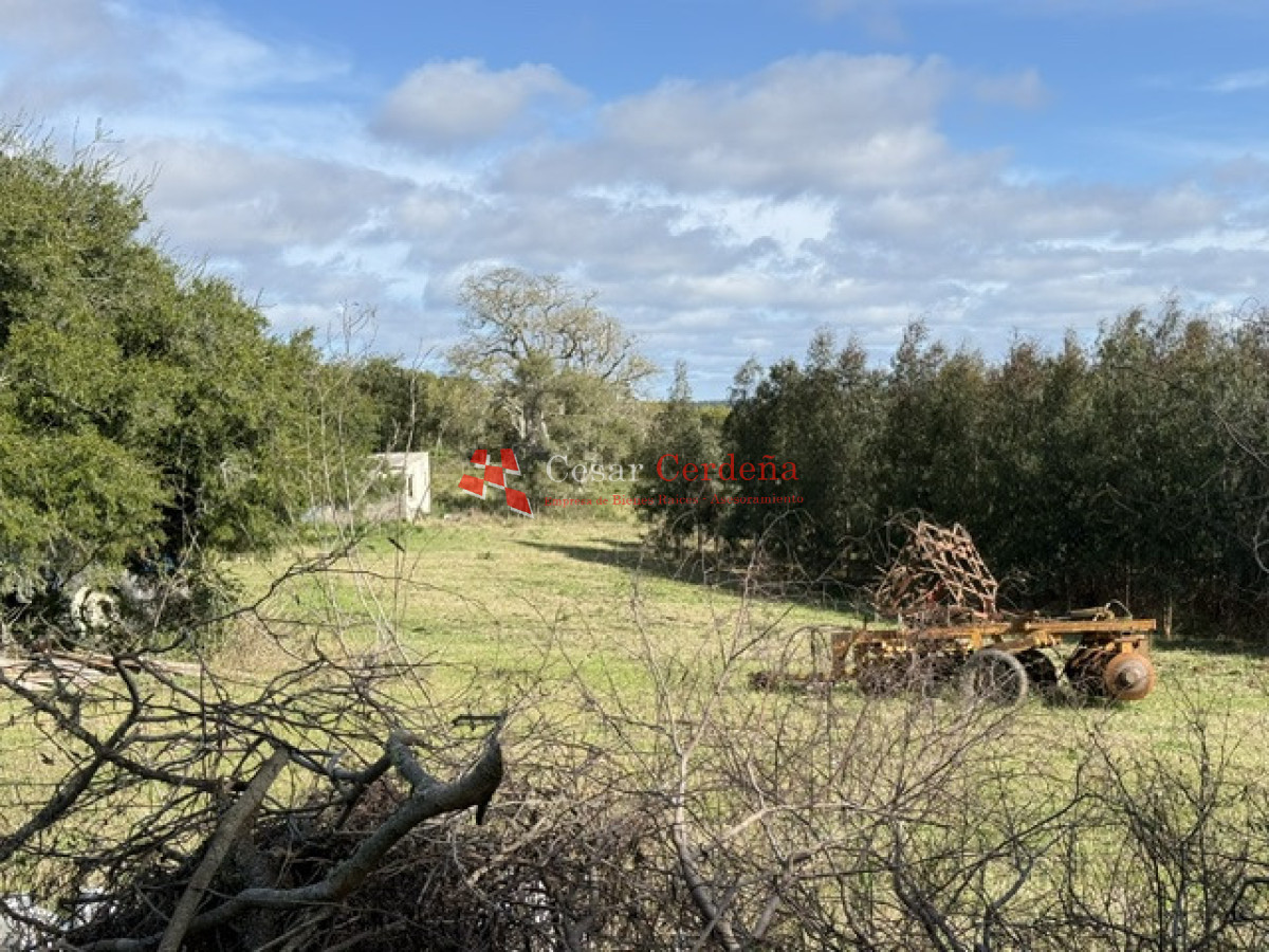 Campo Ref.1826 - VENTA - Campo 600 hectáreas Rocha - Ganadero Forestal