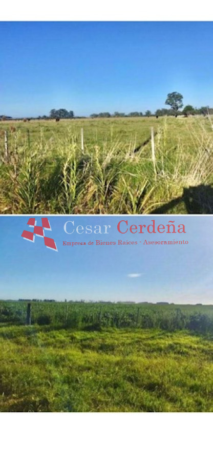 Campo Ref.1850 - VENTA - 735 HECTAREAS ROCHA
