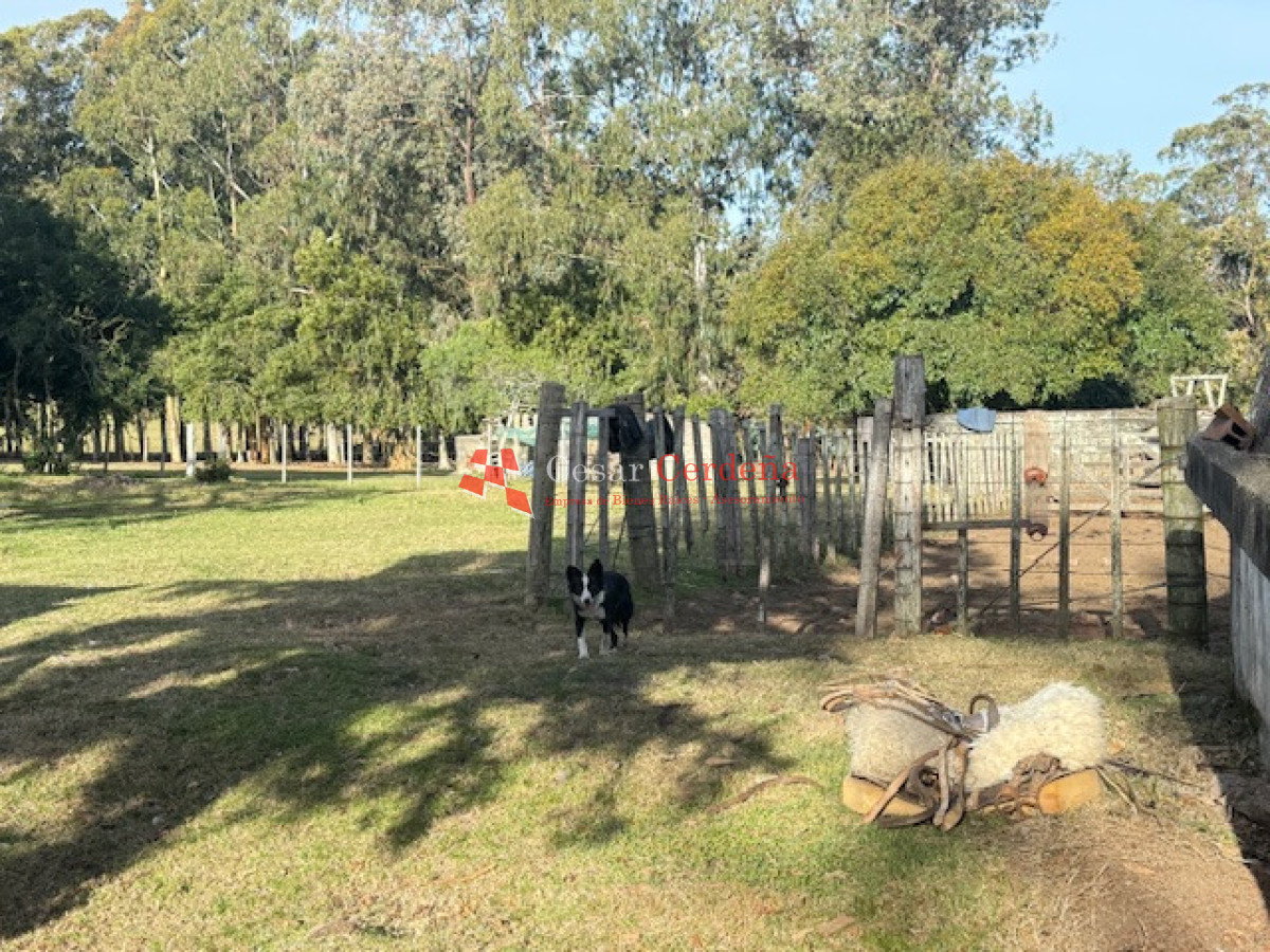 Campo Ref.1998 - VENTA - Campo 358 hectáreas en Garzón, Rocha