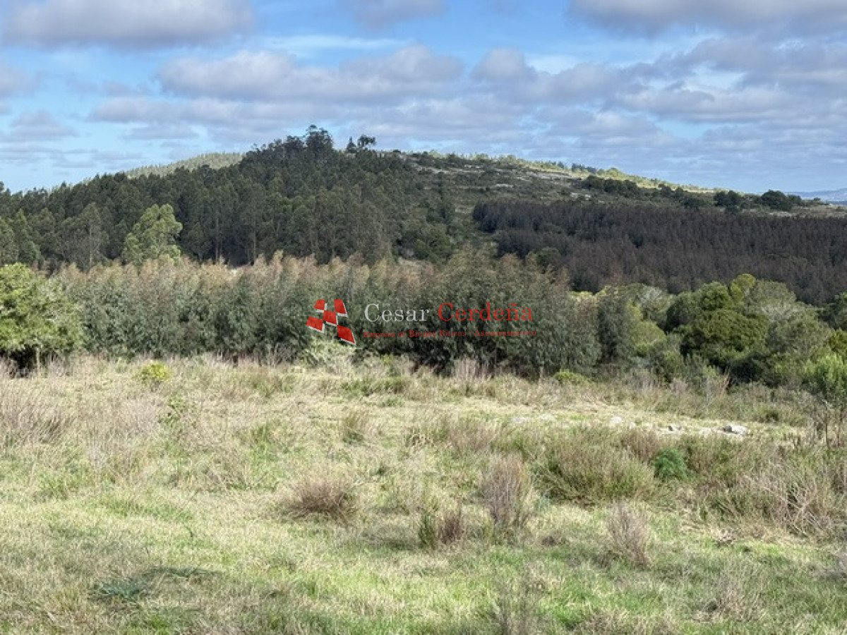Campo Ref.1826 - VENTA - Campo 600 hectáreas Rocha - Ganadero Forestal