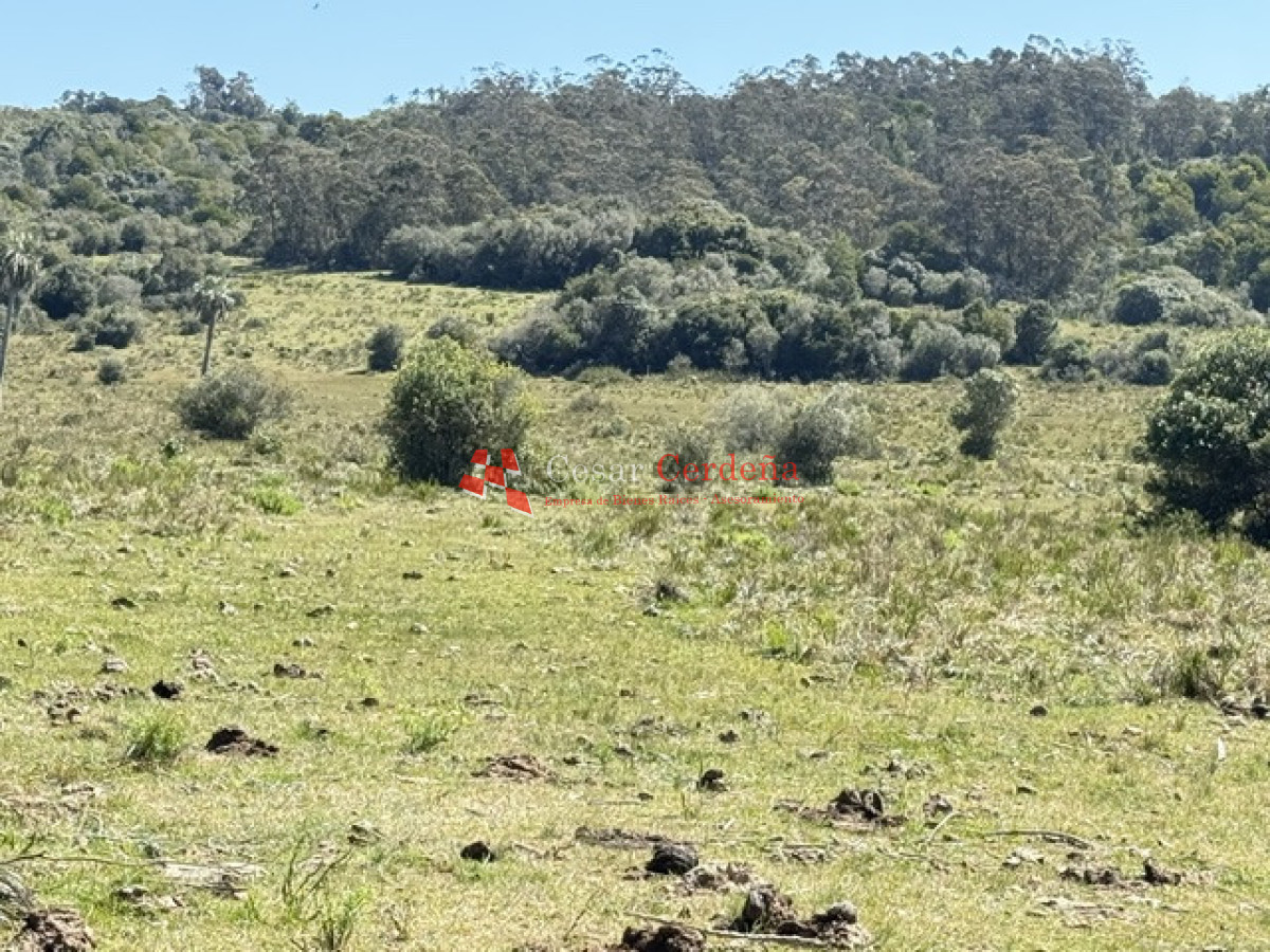 Campo Ref.1968 - VENTA - Campo 106 hectareas - Castillos