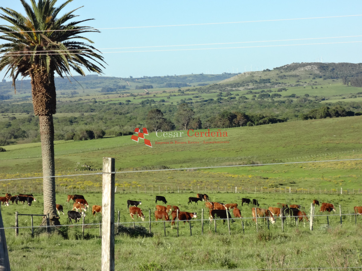 Campo Ref.1938 - VENTA - Campo 1200 hectáreas - Lavalleja